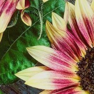 Meet your Posher, Kristin